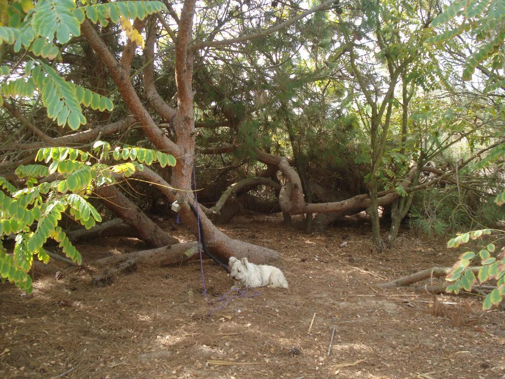 Finca Las Dunas Con Dos Chalets Con Jacuzzis En Primera Linea De Playa Uno De 4 Dormitorios Y Otro De 2 Dormitorios Rota Rum bild